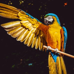 Master of Processing and Retouching